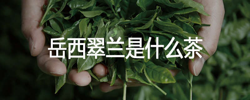 岳西翠兰是什么茶