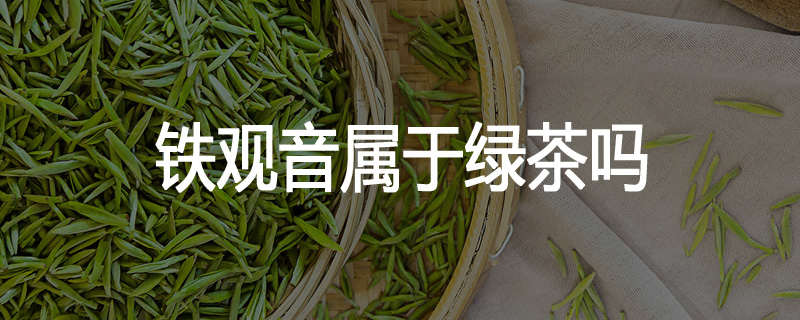 铁观音属于绿茶吗
