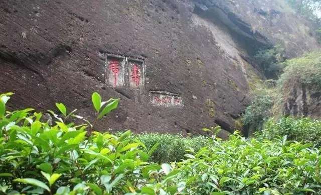 福建茶历史至今多久