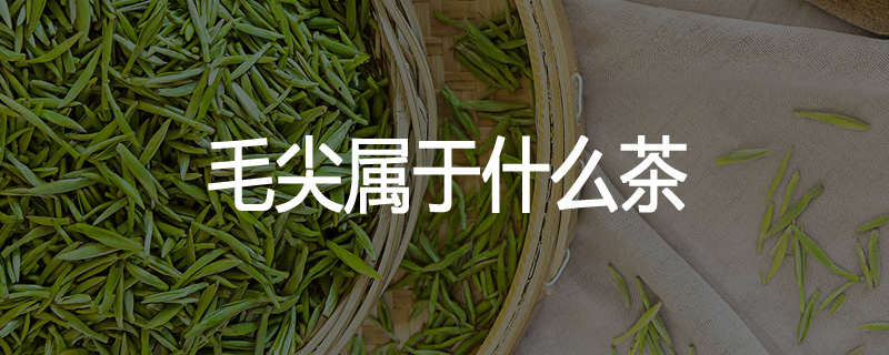 毛尖属于什么茶