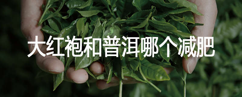 大红袍和普洱哪个减肥