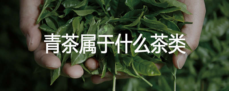青茶属于什么茶类