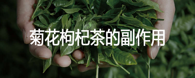 菊花枸杞茶的副作用