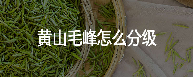 黄山毛峰怎么分级
