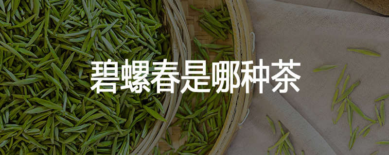 碧螺春是哪种茶