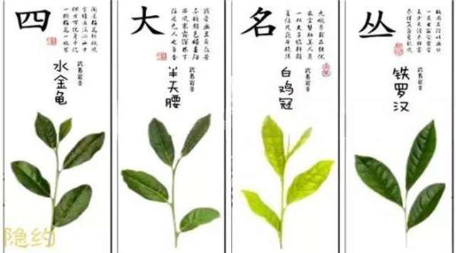 武夷山有哪些名茶