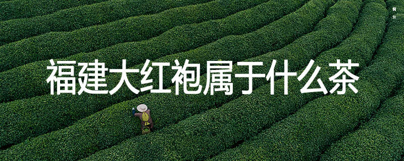福建大红袍属于什么茶