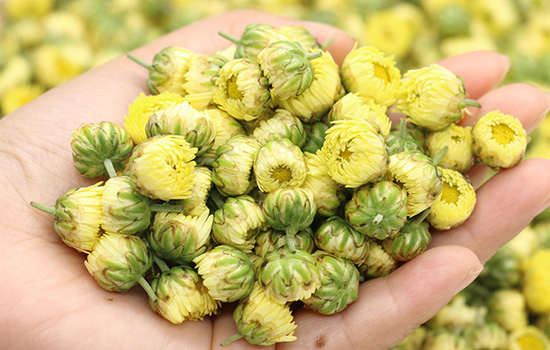胎菊和金丝皇菊的区别