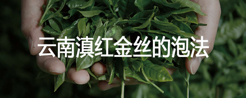 云南滇红金丝的泡法