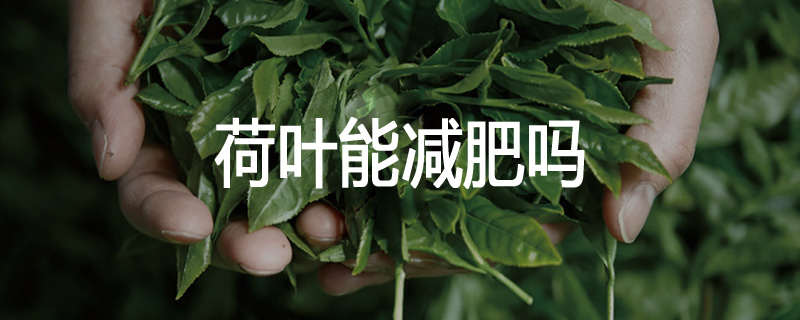 荷叶能减肥吗