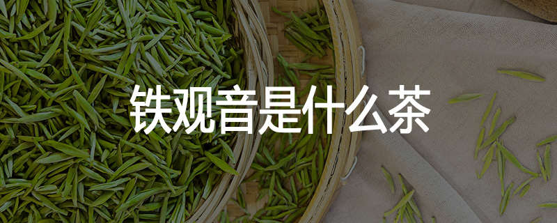 铁观音是什么茶