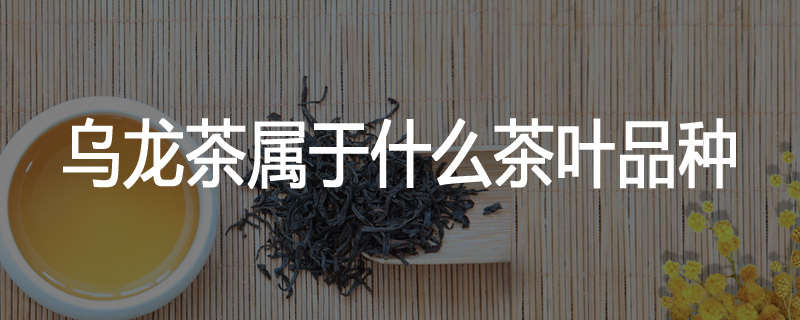 乌龙茶属于什么茶叶品种