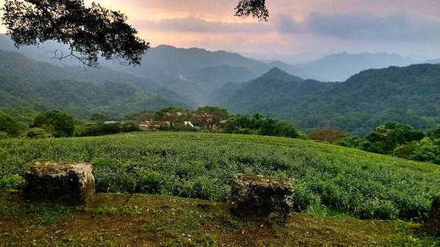 台湾茶有哪些