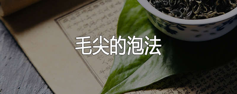 毛尖的泡法