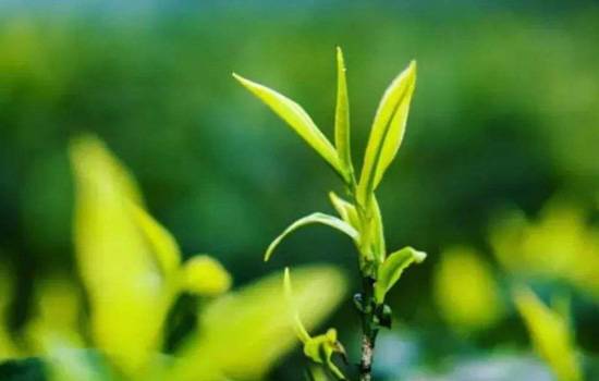攒林茶品质特点