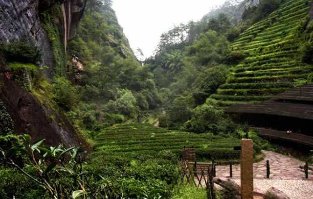 武夷岩茶包括哪些