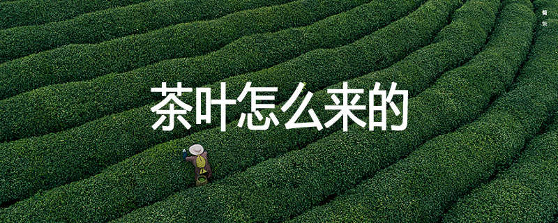 茶叶怎么来的