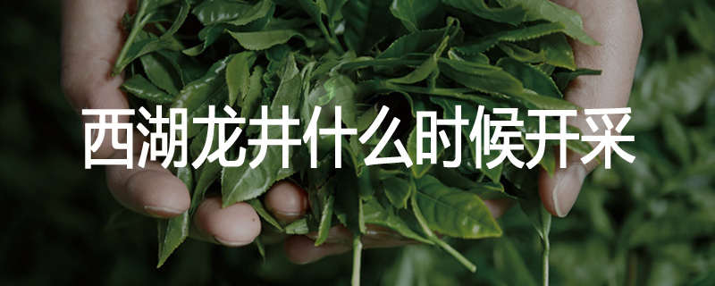 西湖龙井什么时候开采