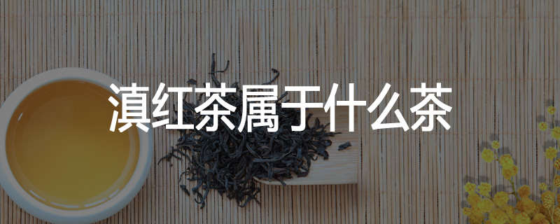 滇红茶属于什么茶