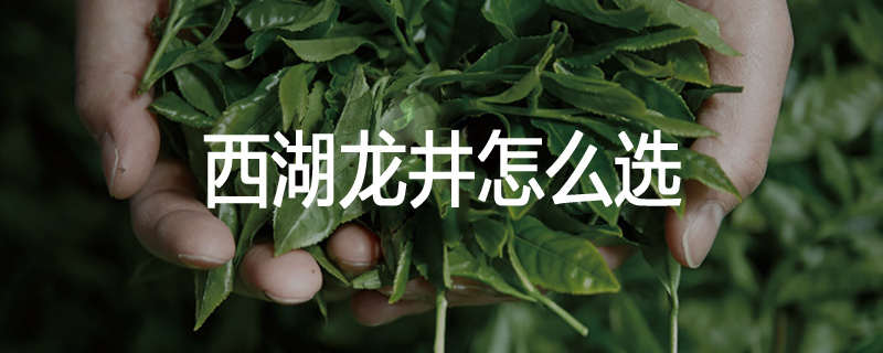 西湖龙井怎么选