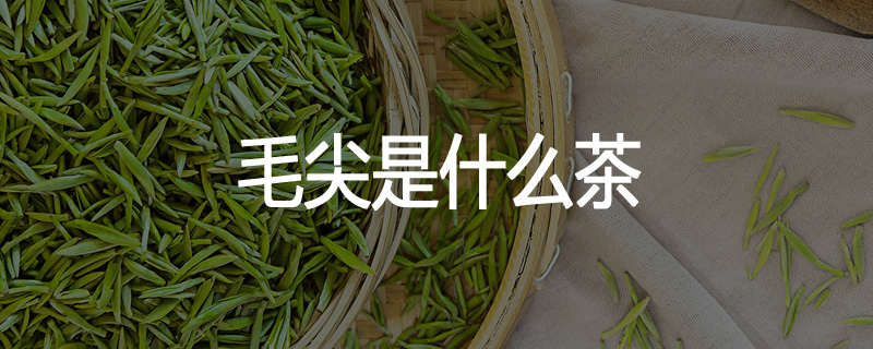 毛尖是什么茶
