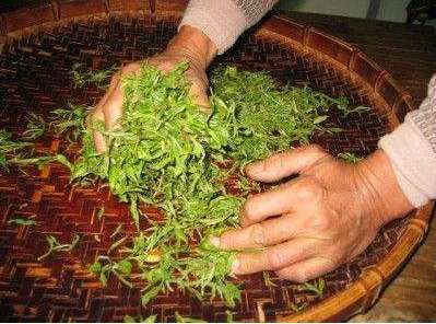 怎么揉茶