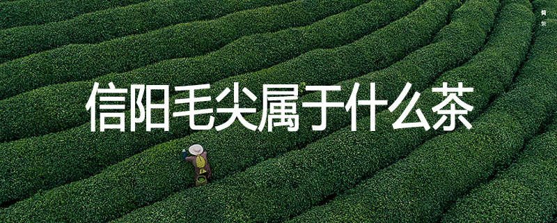 信阳毛尖属于什么茶