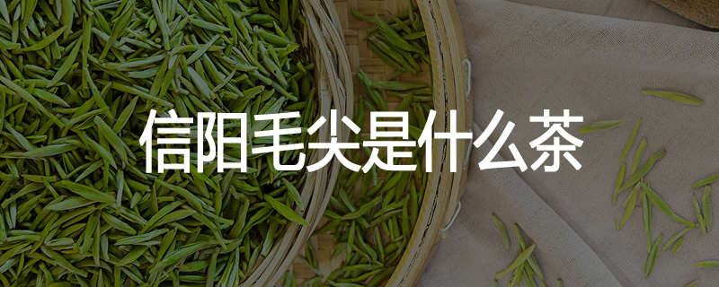 信阳毛尖是什么茶