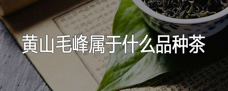 黄山毛峰属于什么品种茶