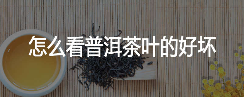 怎么看普洱茶叶的好坏