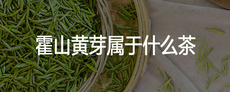 霍山黄芽属于什么茶