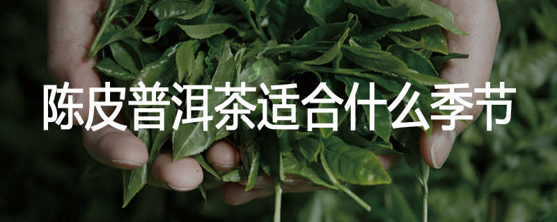 陈皮普洱茶适合什么季节
