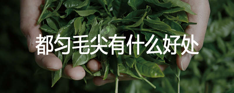 都匀毛尖有什么好处