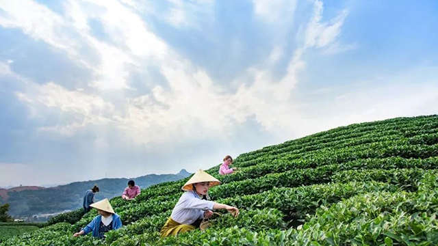 白茶一年可以采摘多久