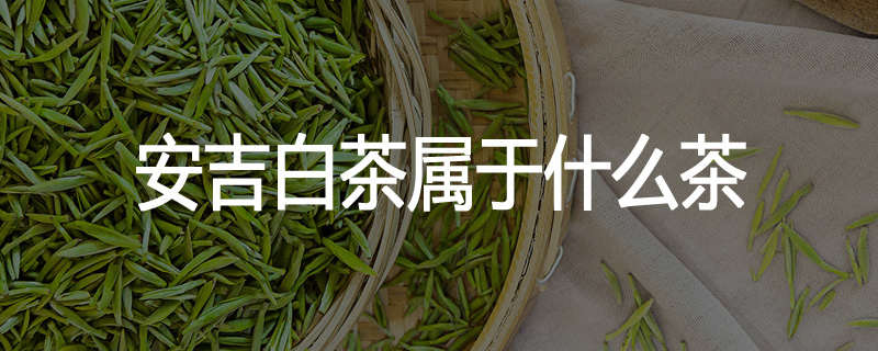 安吉白茶属于什么茶