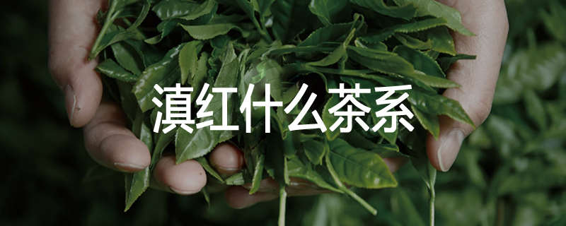 滇红什么茶系