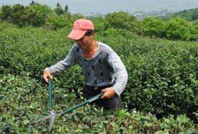怎么剪茶叶