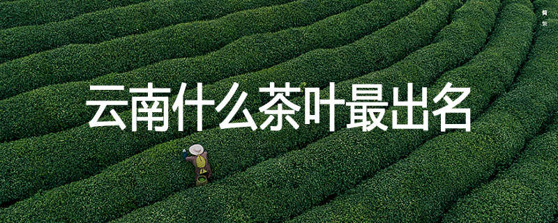 云南什么茶叶最出名