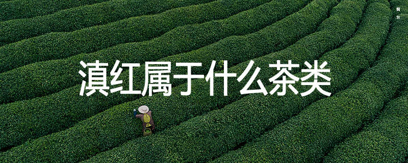 滇红属于什么茶类
