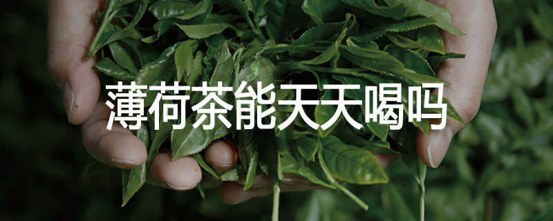 薄荷茶能天天喝吗