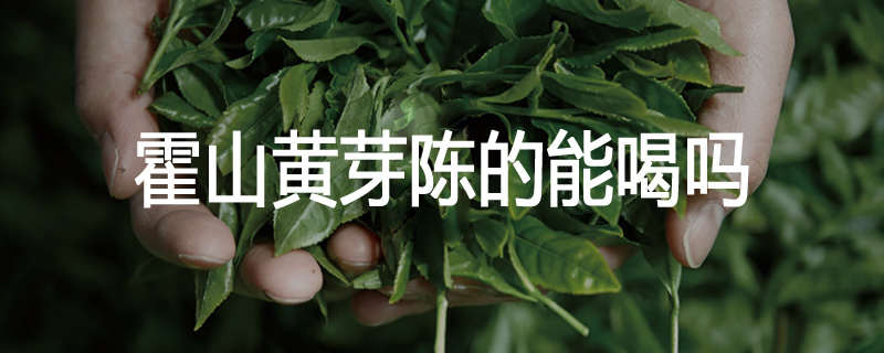 霍山黄芽陈的能喝吗