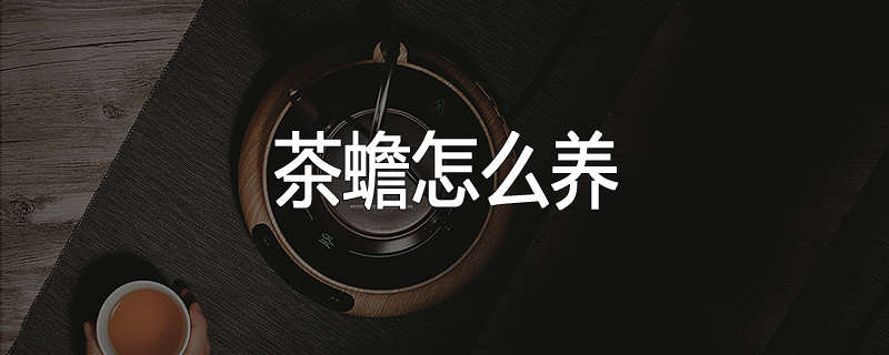 茶蟾怎么养