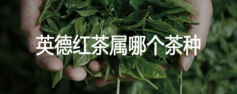 英德红茶属哪个茶种