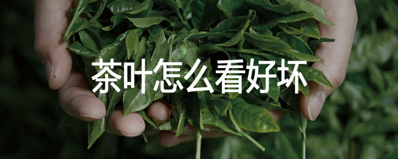 茶叶怎么看好坏