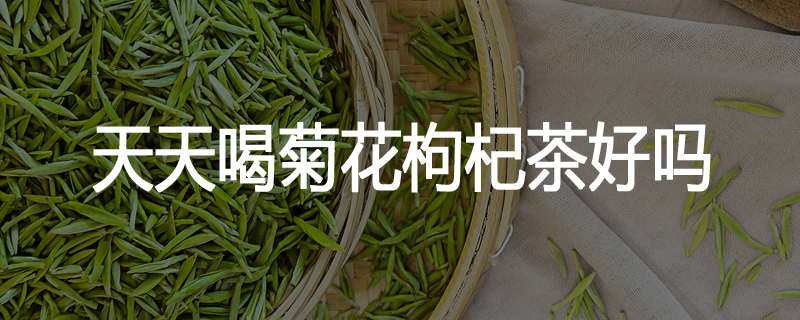 天天喝菊花枸杞茶好吗