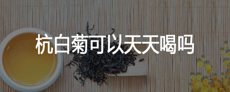 杭白菊可以天天喝吗