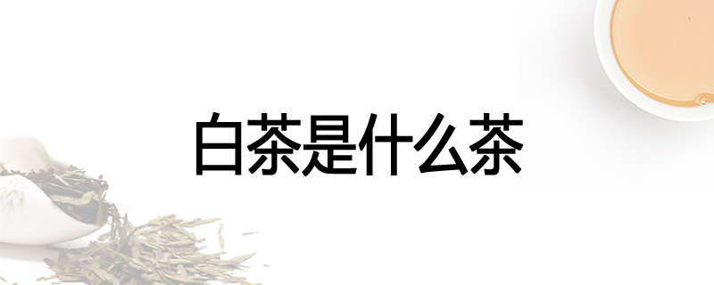 白茶是什么茶