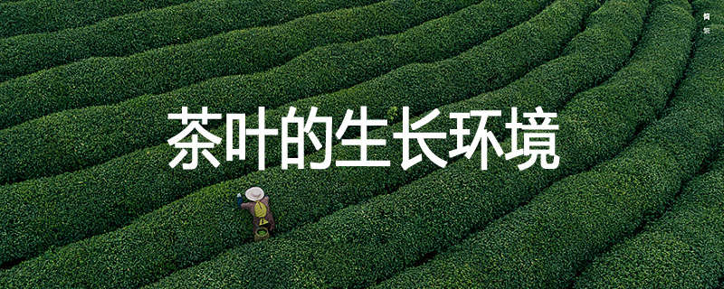 茶叶的生长环境