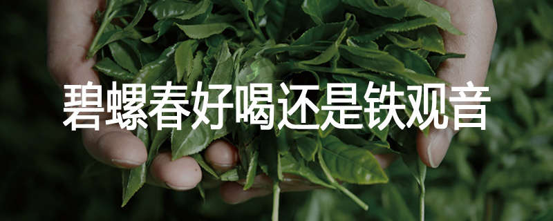 碧螺春好喝还是铁观音