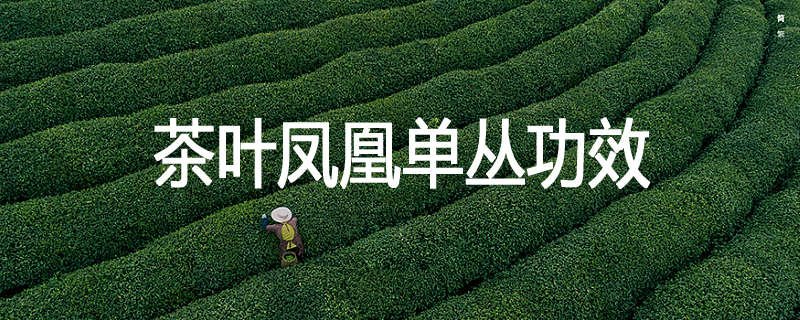 茶叶凤凰单丛功效